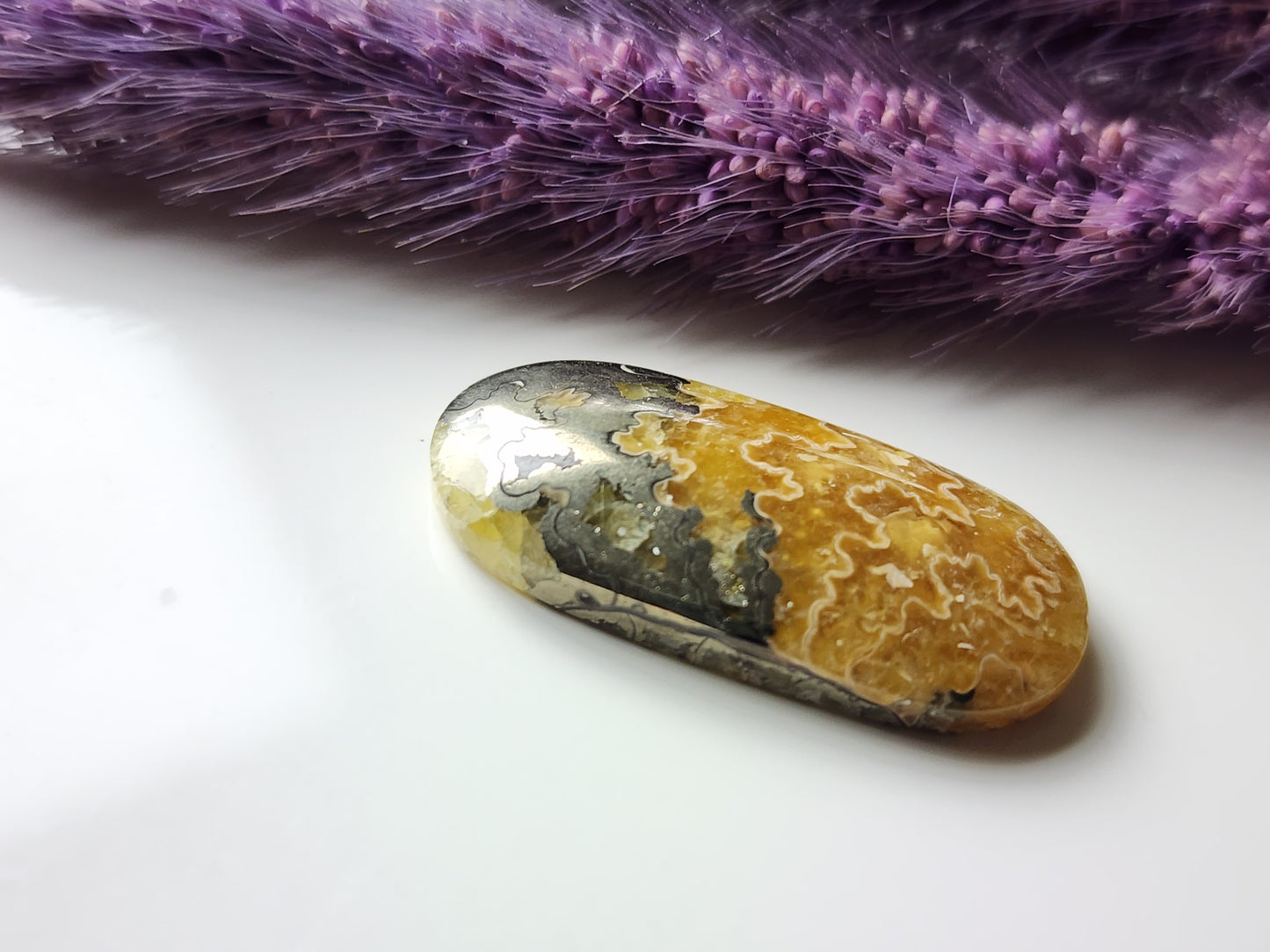 Suture Ammonite