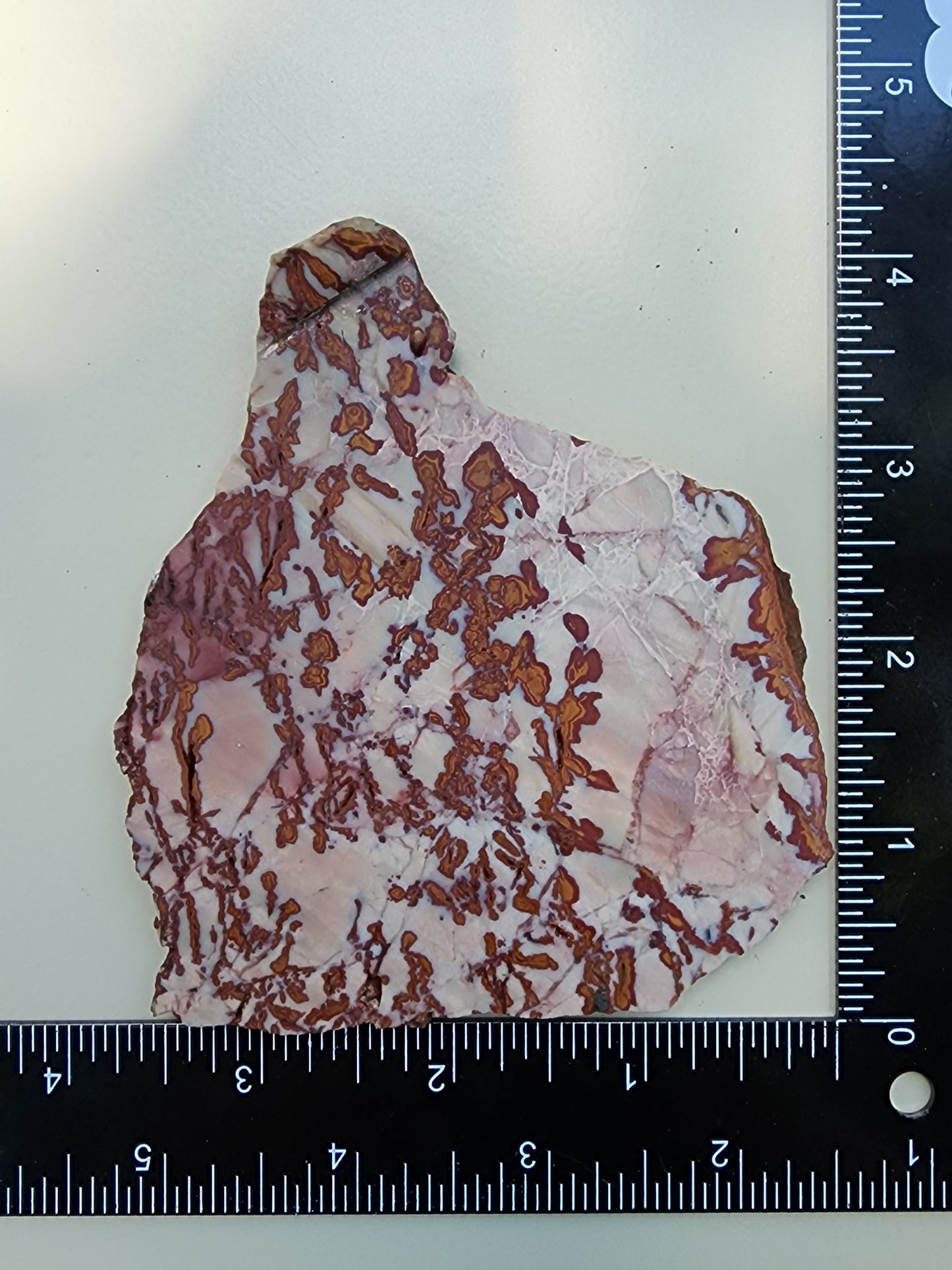 Royal Camel slab