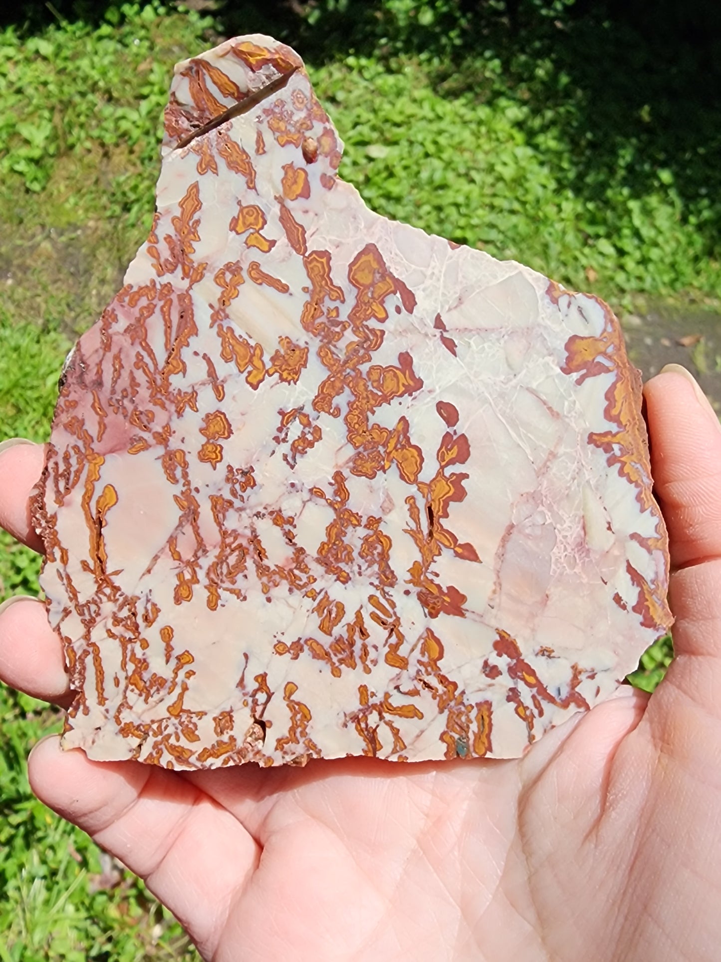 Royal Camel slab