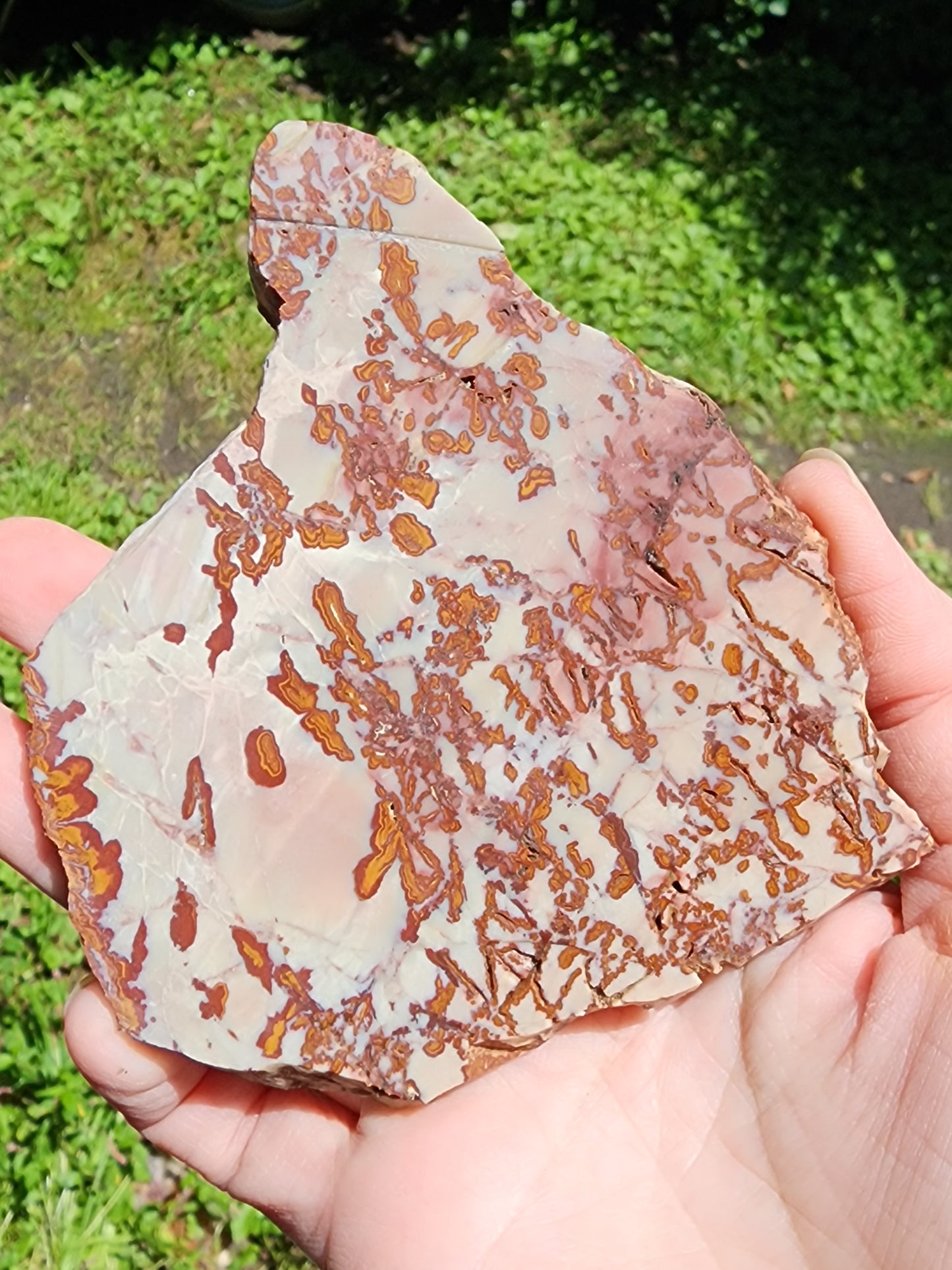 Royal Camel slab