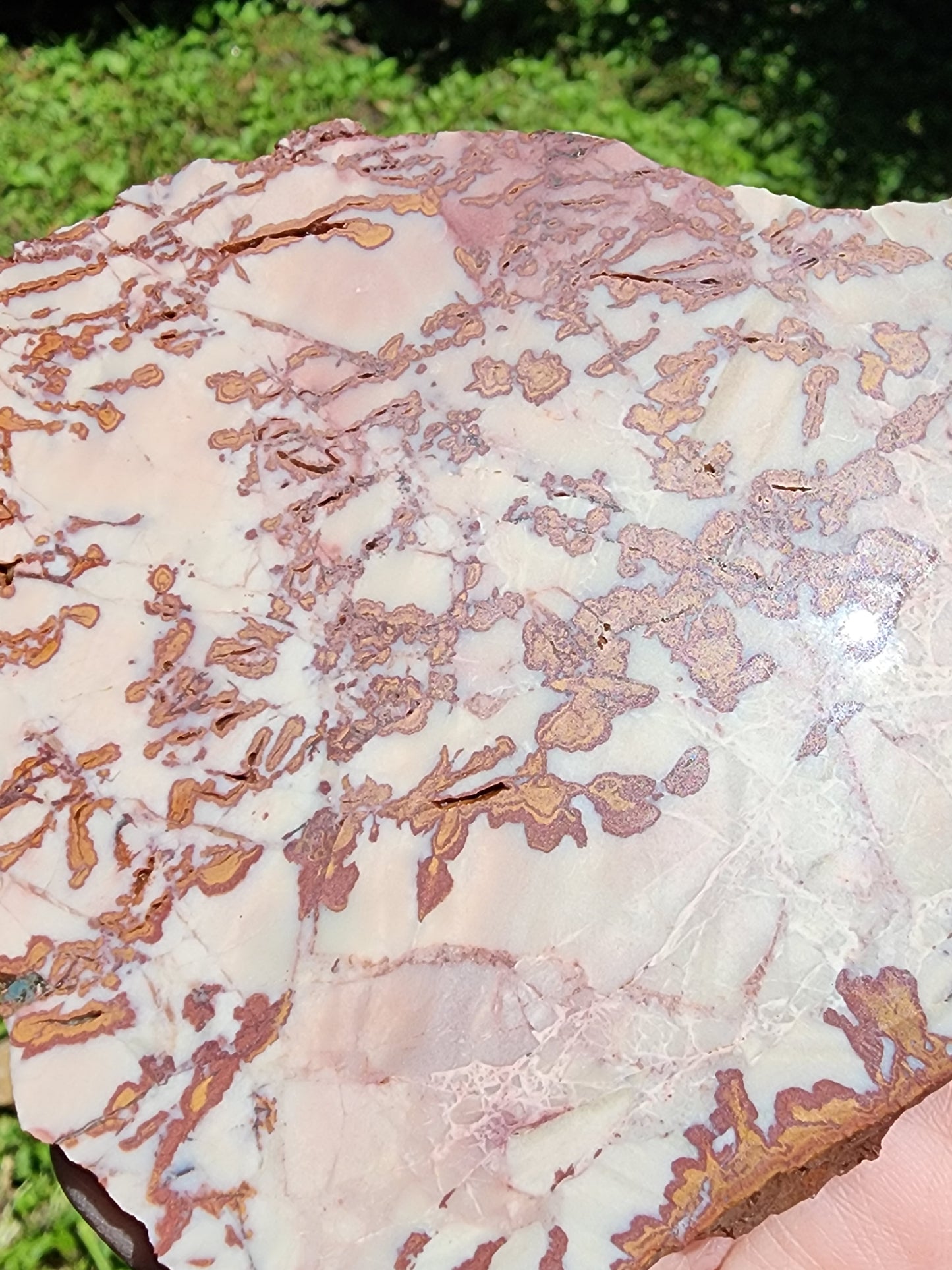 Royal Camel slab