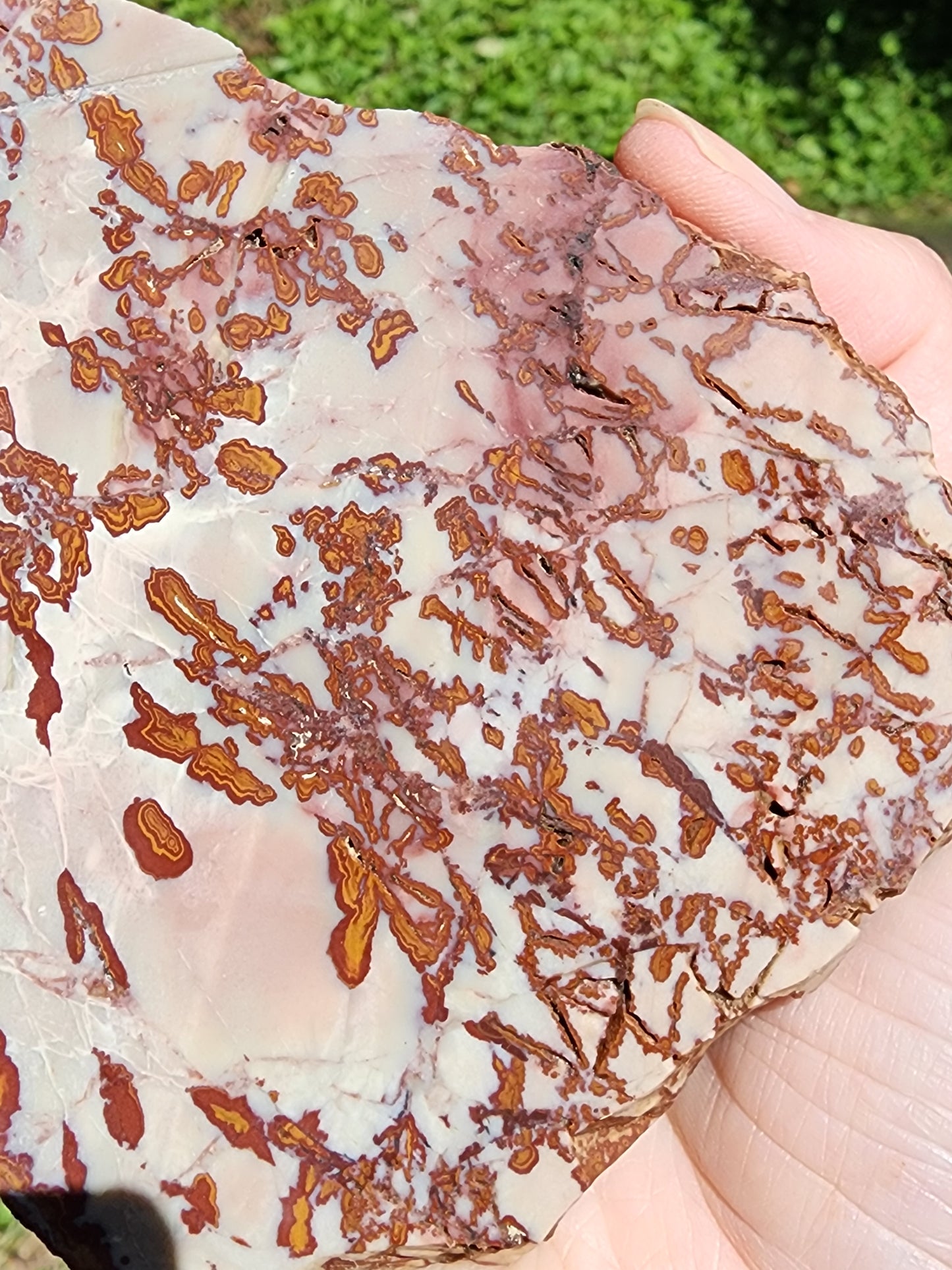 Royal Camel slab