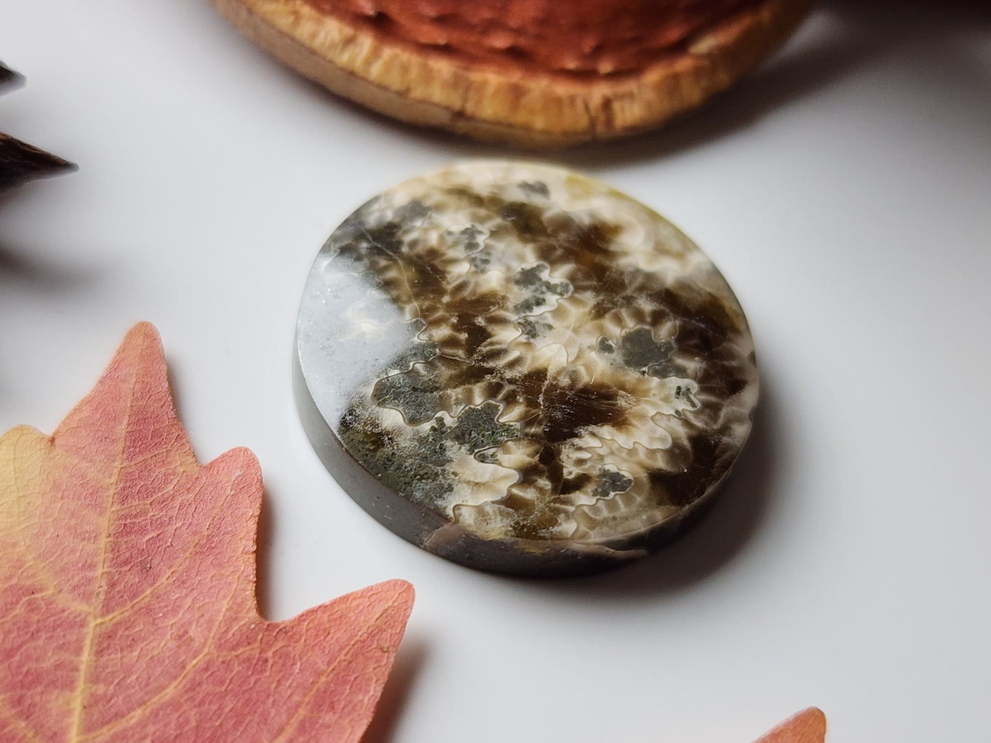 Suture Ammonite
