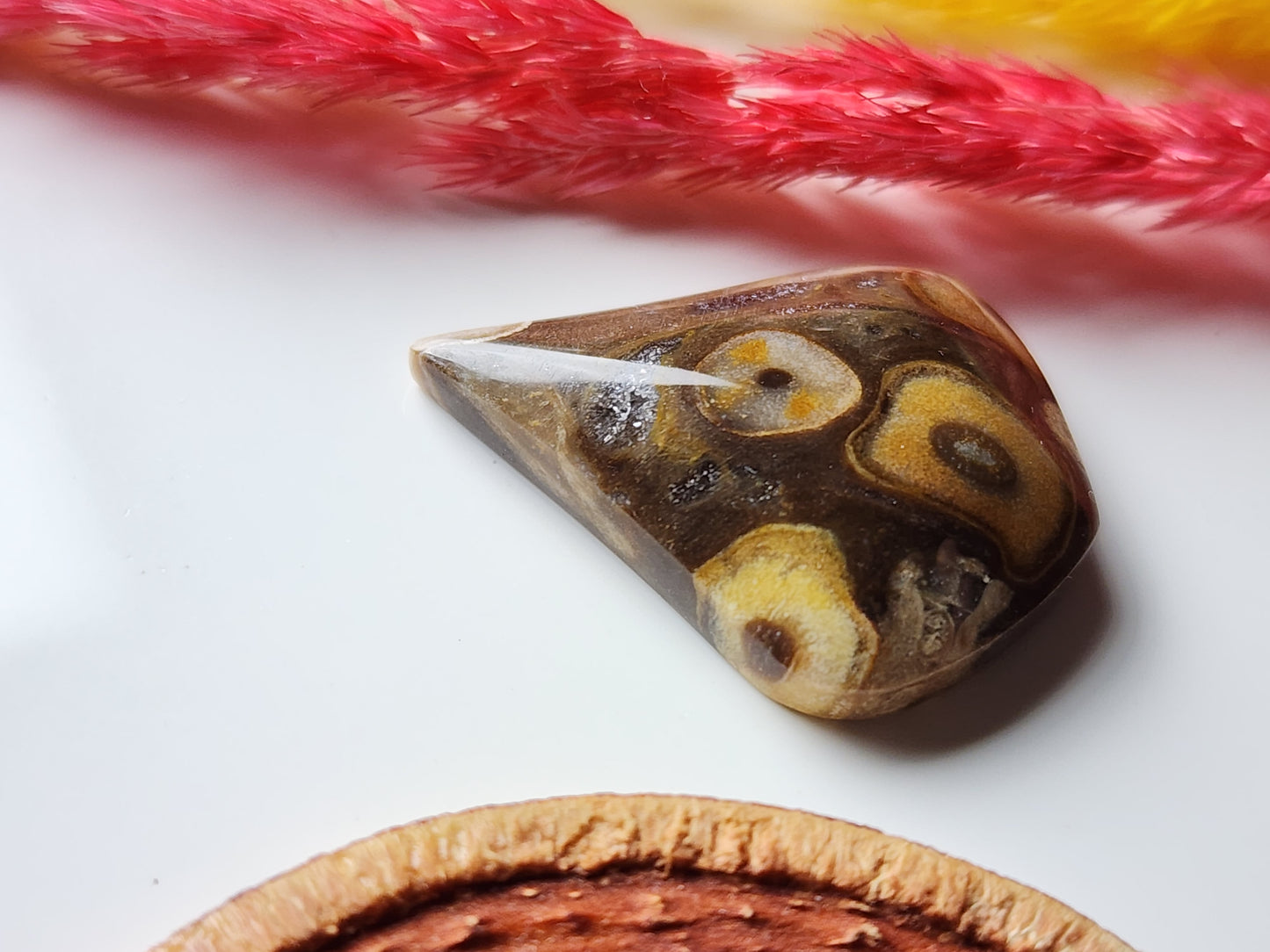Petrified palm wood