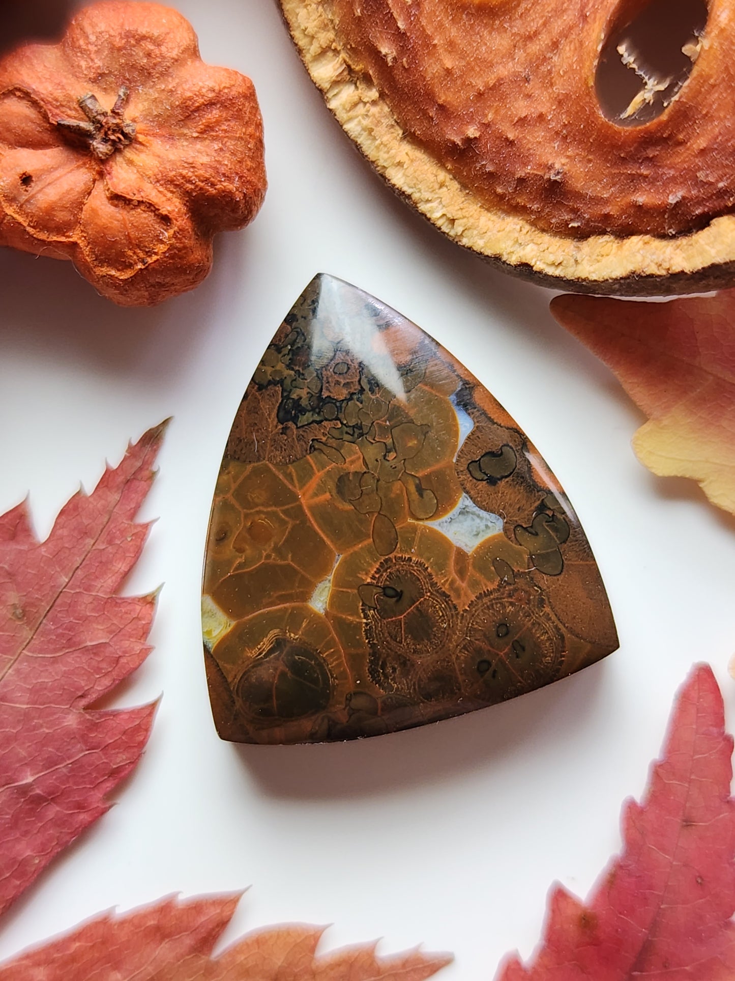 Orbicular Rhyolite