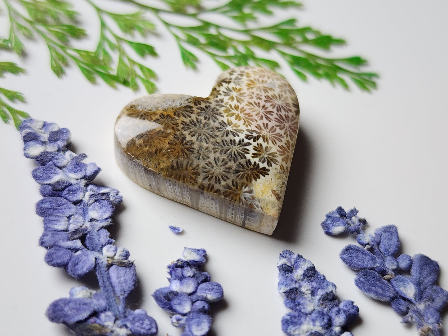 Fossilized coral heart