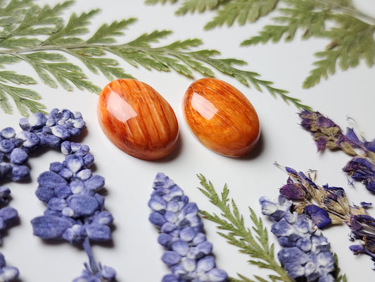 Spiny shell oyster pair
