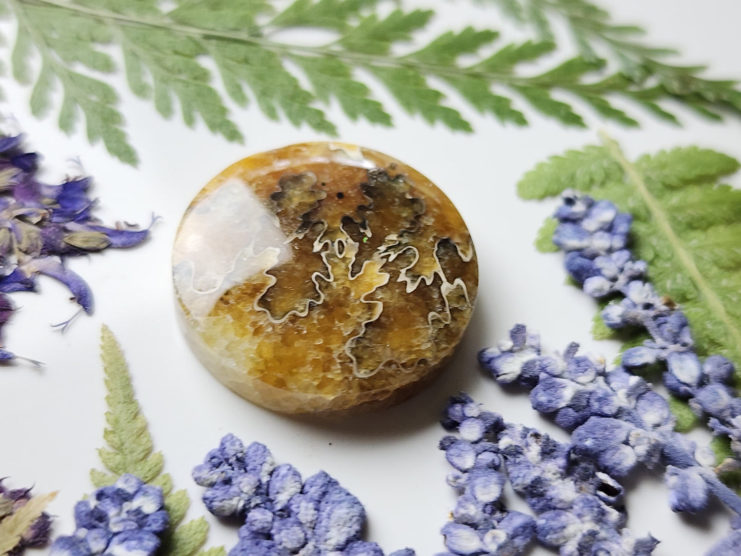 Suture Ammonite
