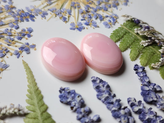 Pink Conch shell pair