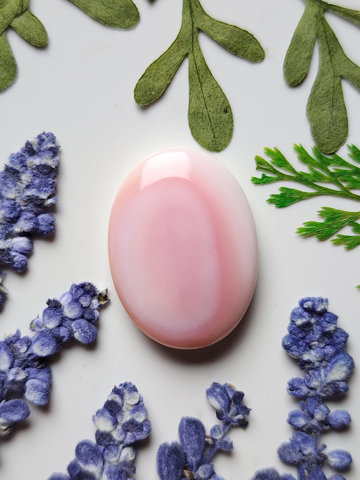 Pink Conch shell