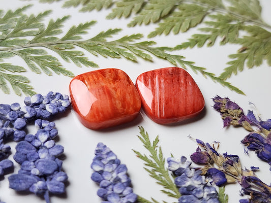Spiny shell oyster pair