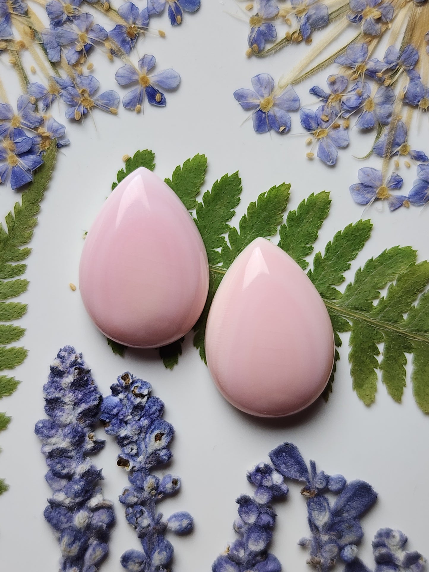 Pink Conch shell pair