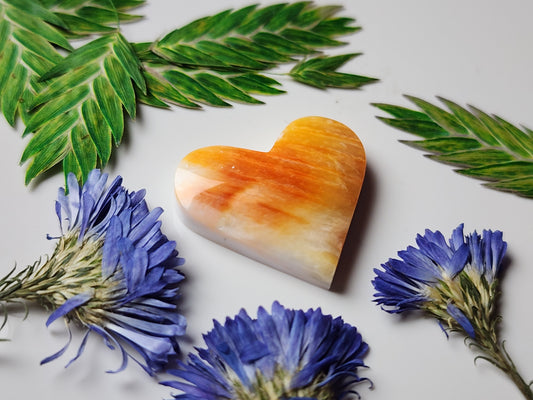 Spiny Shell oyster heart