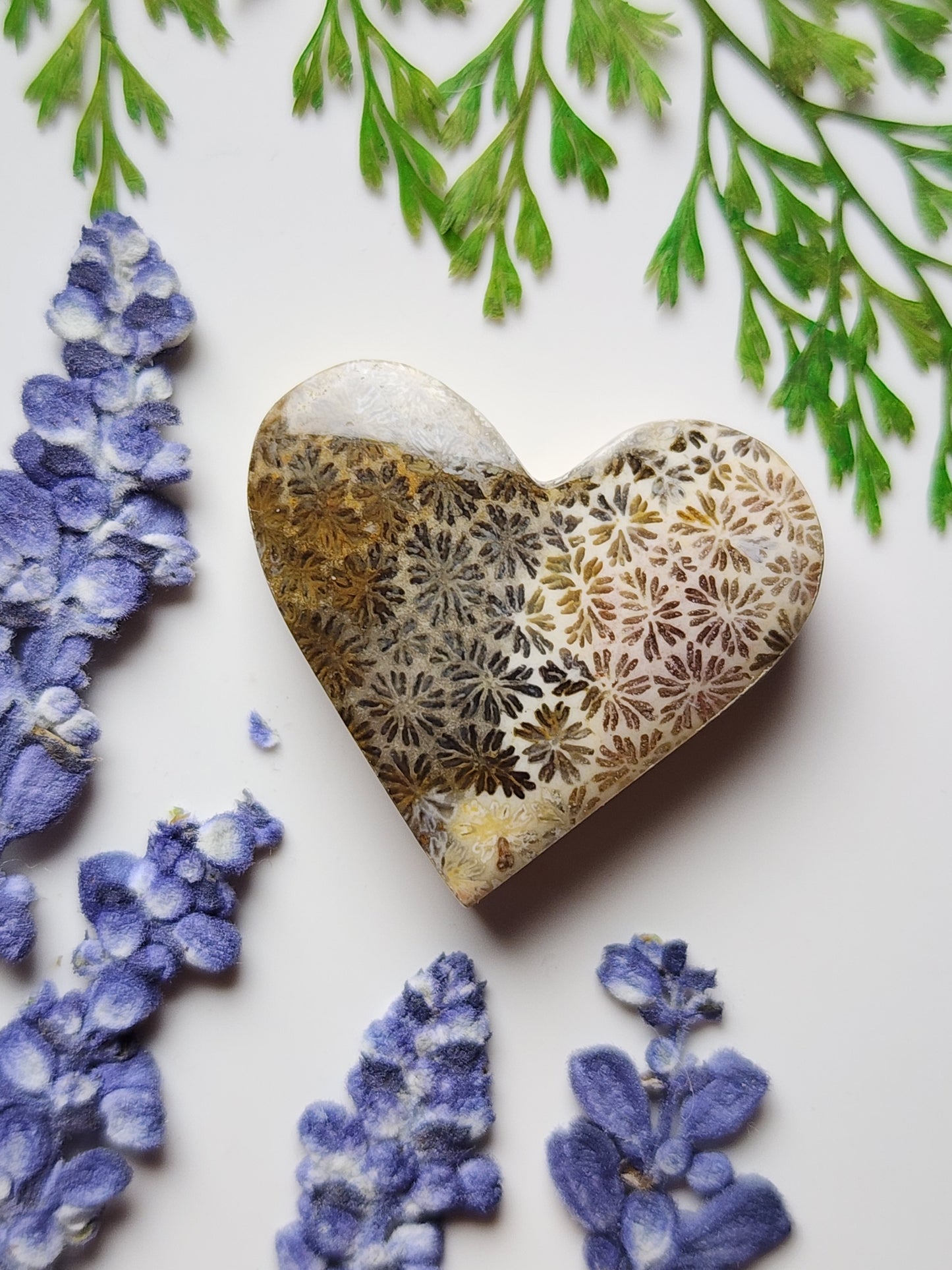 Fossilized coral heart