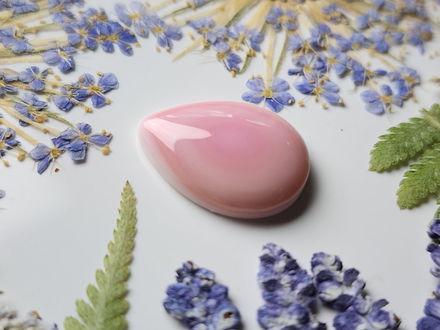 Pink Conch shell