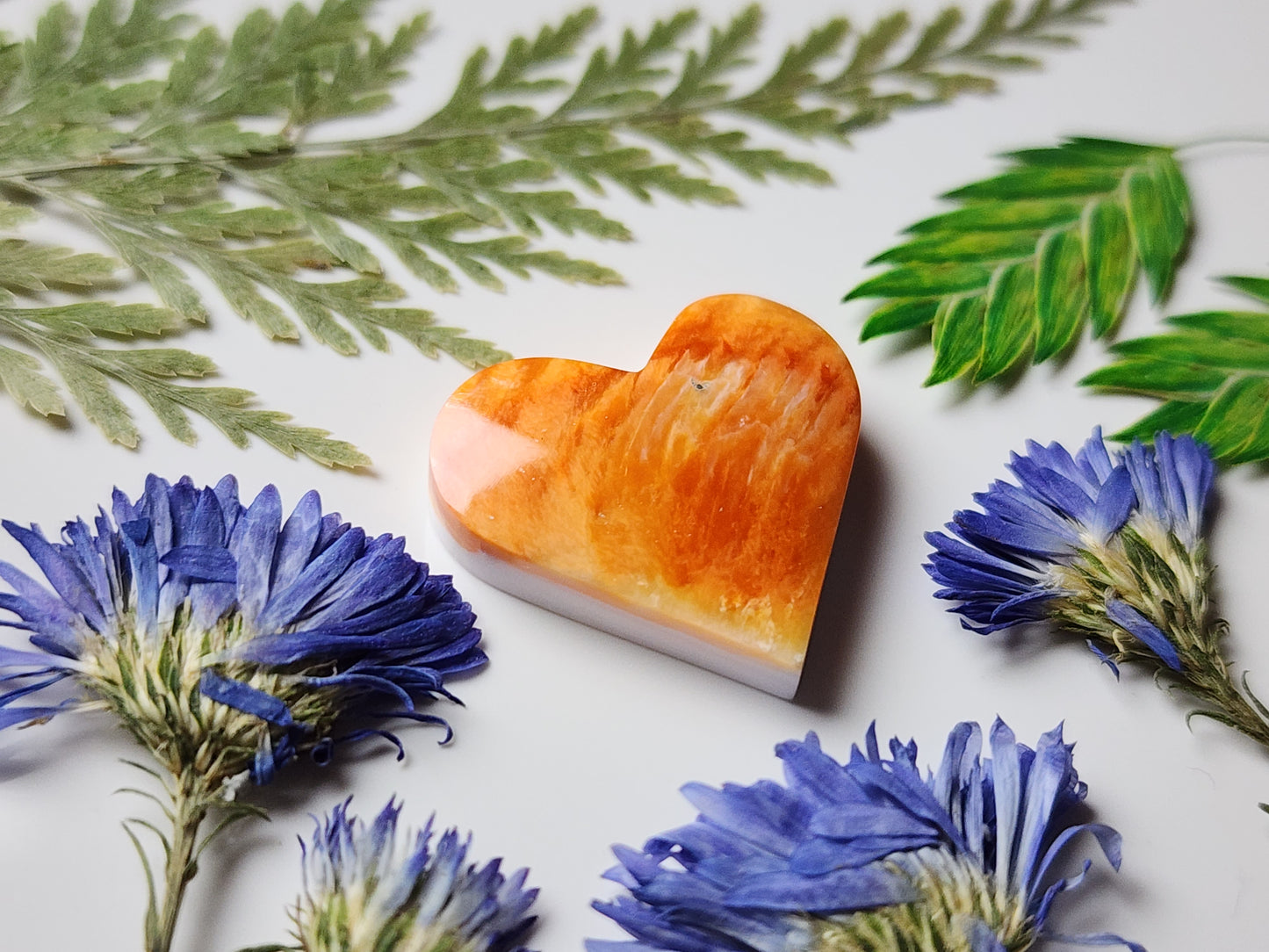 Spiny shell oyster heart