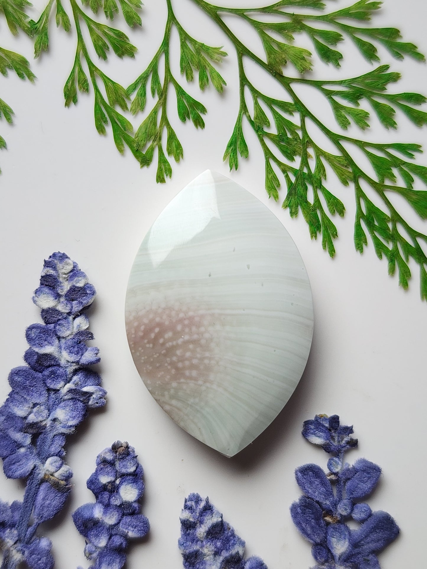 Spiral shell