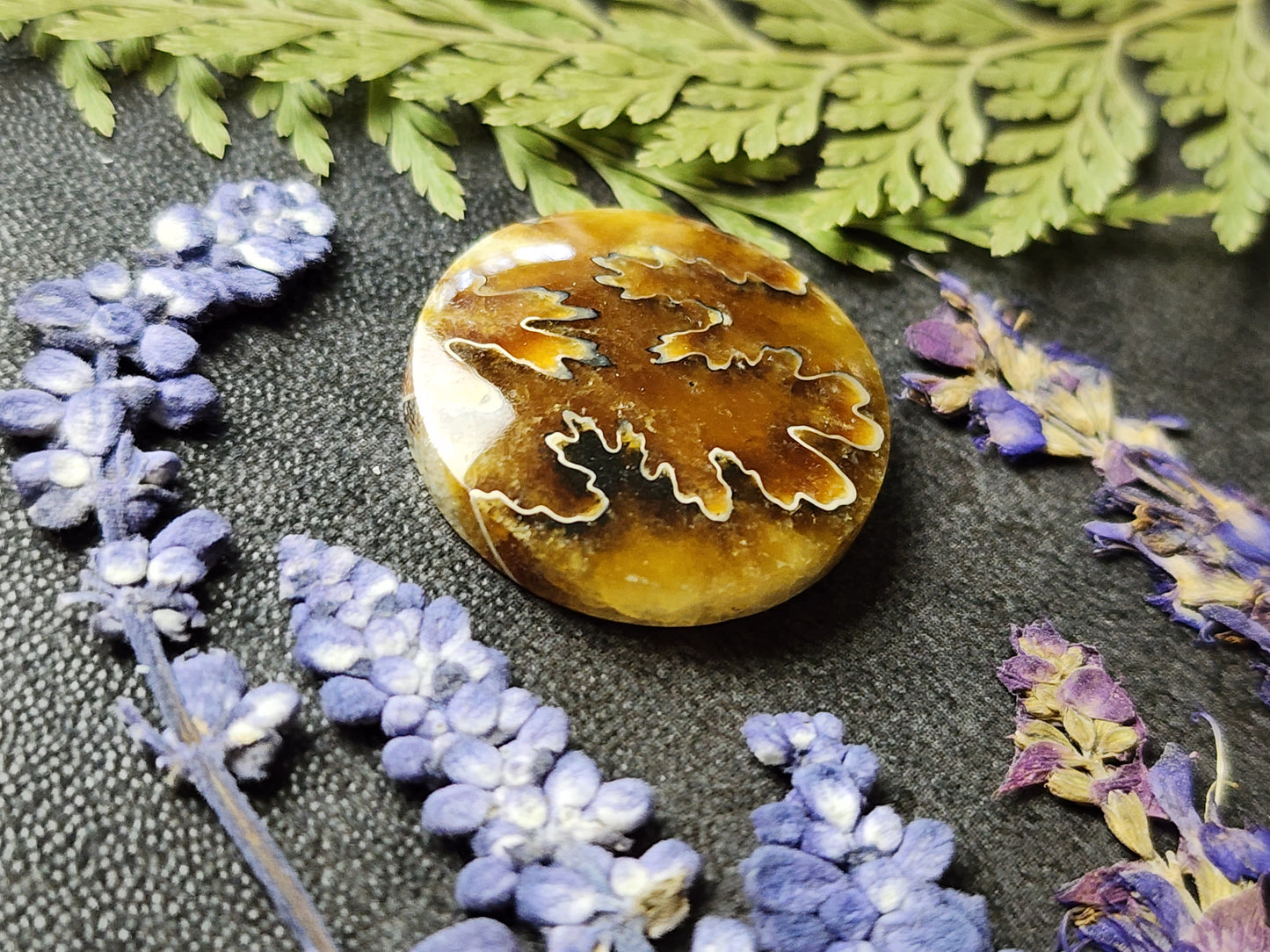 Suture Ammonite
