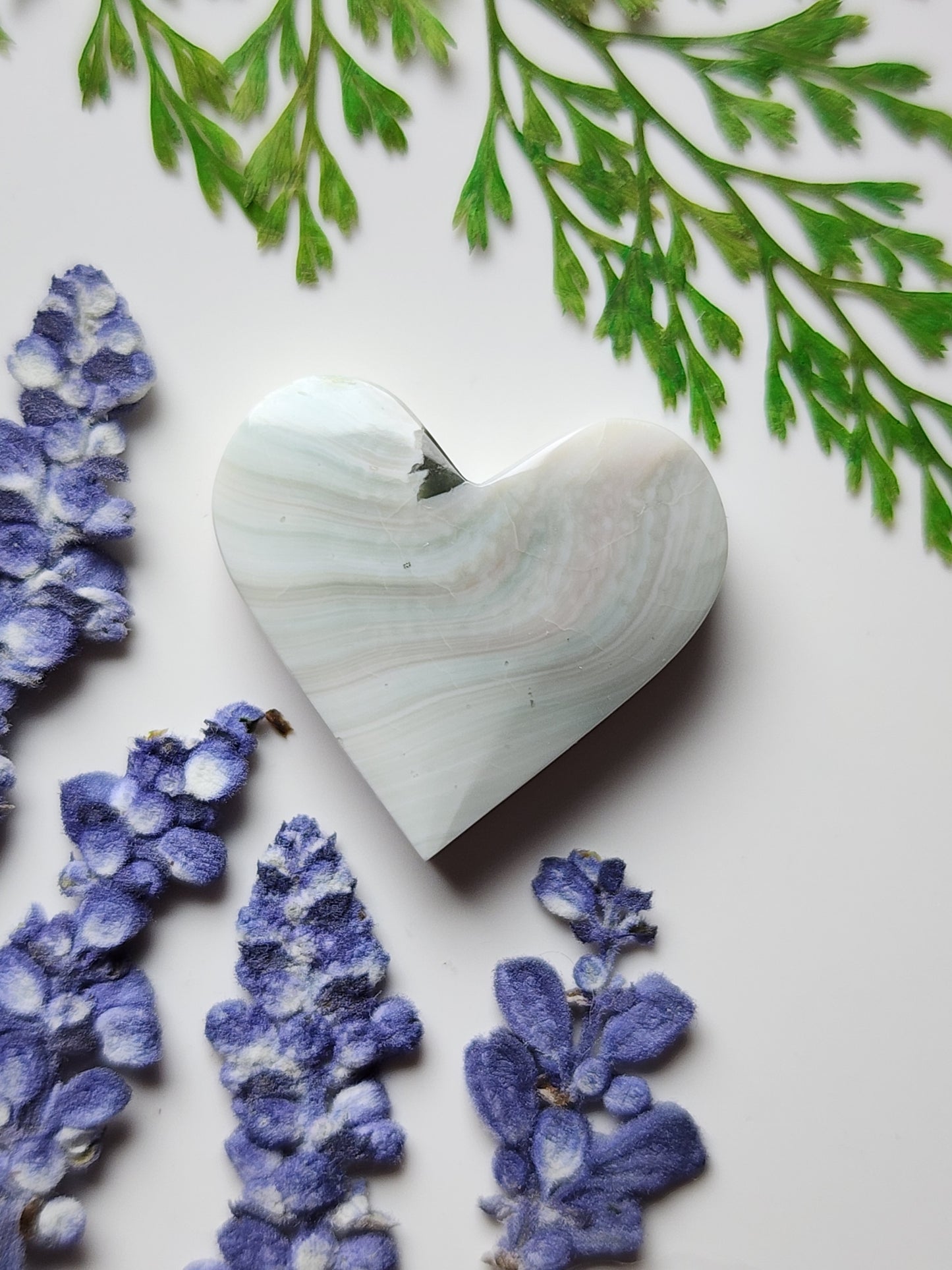 Shiva shell heart
