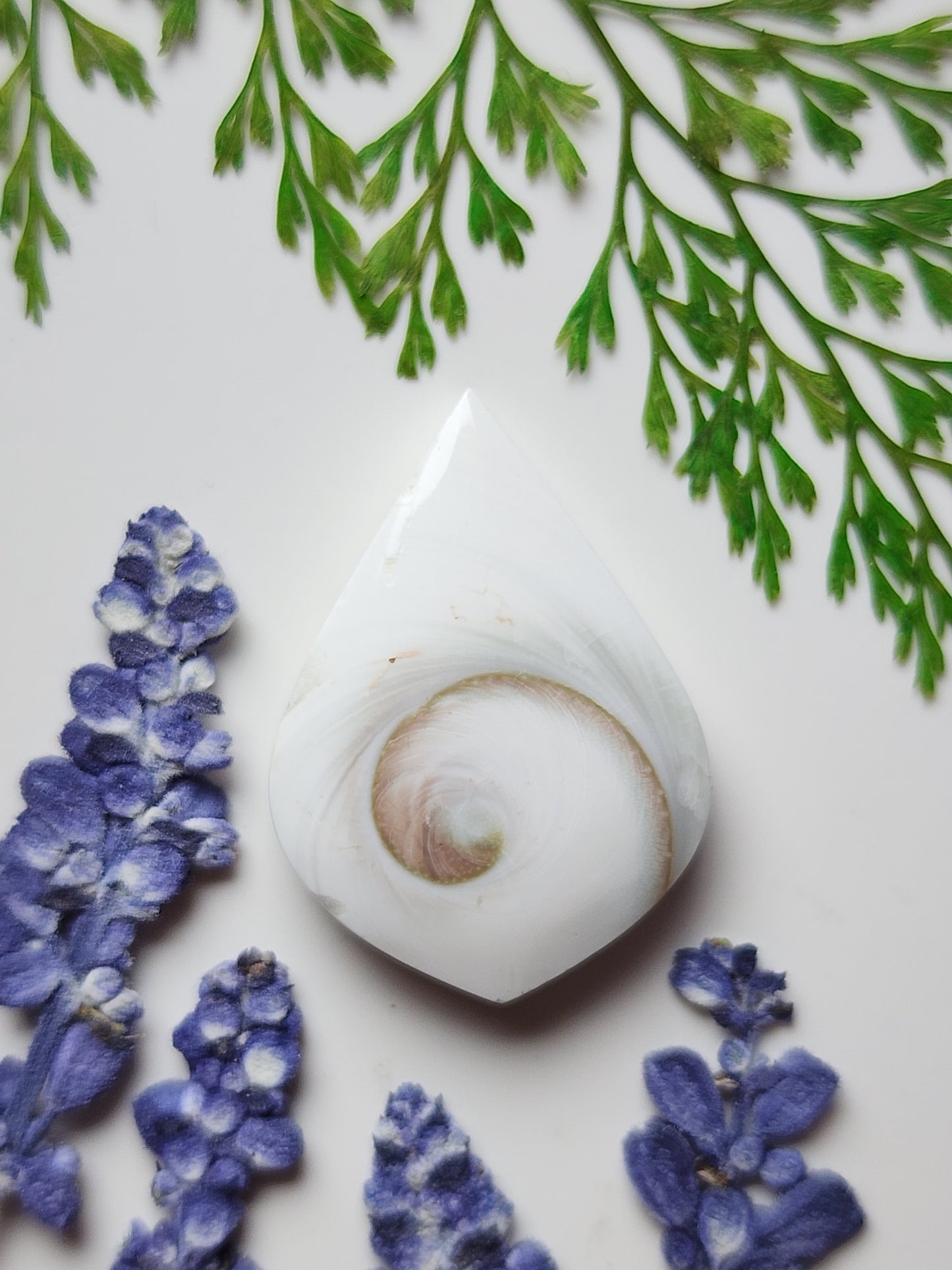 Spiral shell