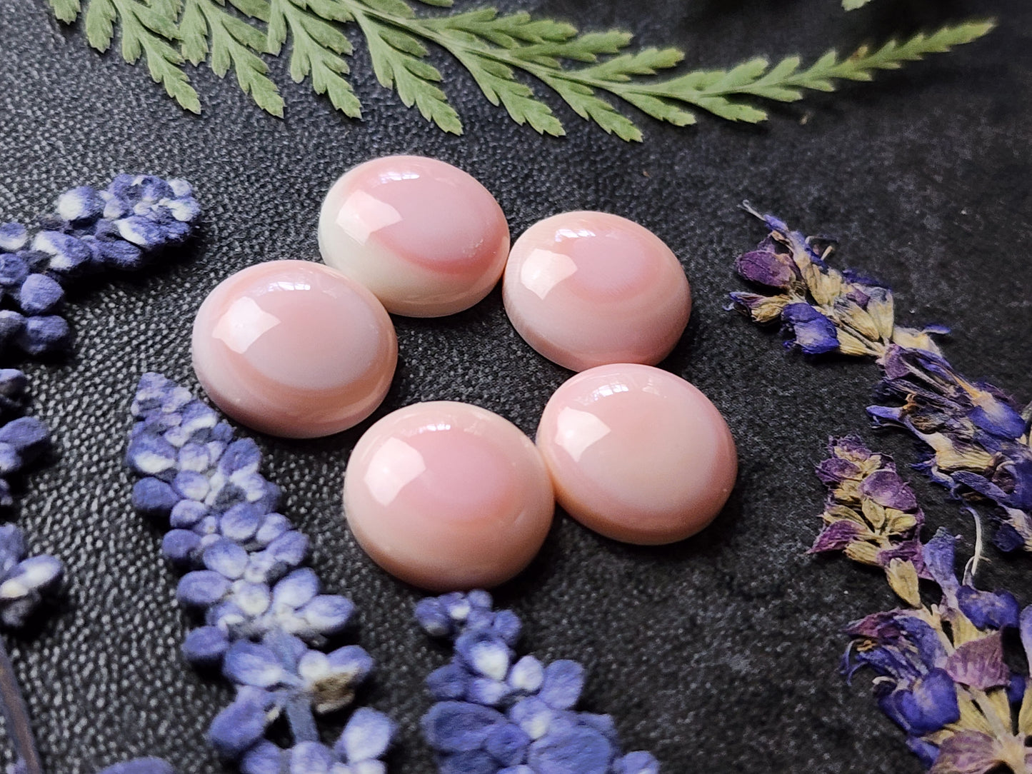 Pink Conch shell set