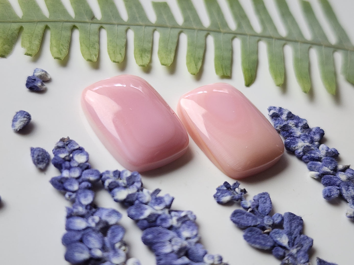 Pink Conch shell pair