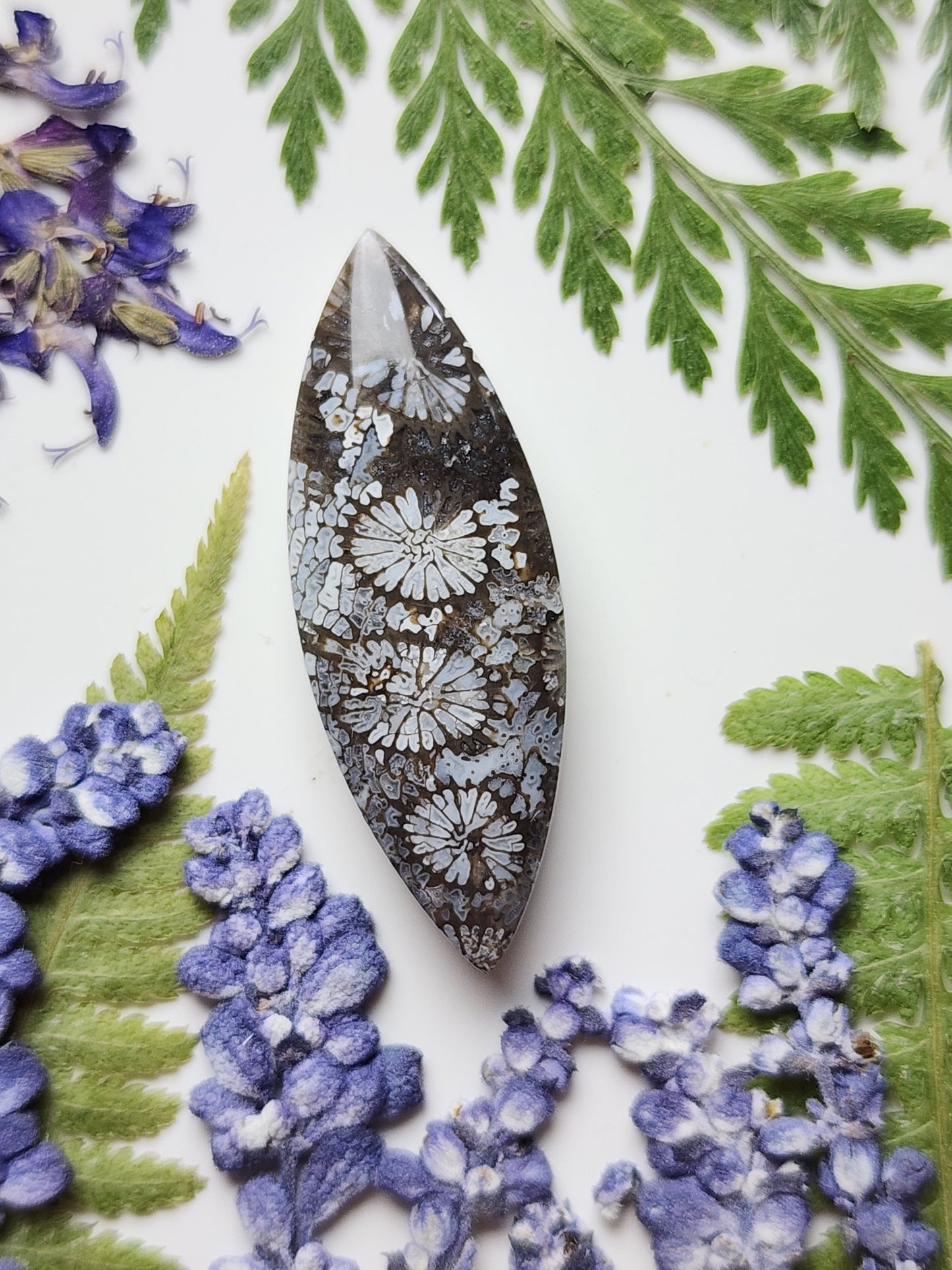 Fossilized coral