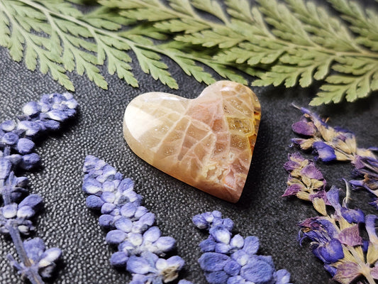 Fossilized Coral heart