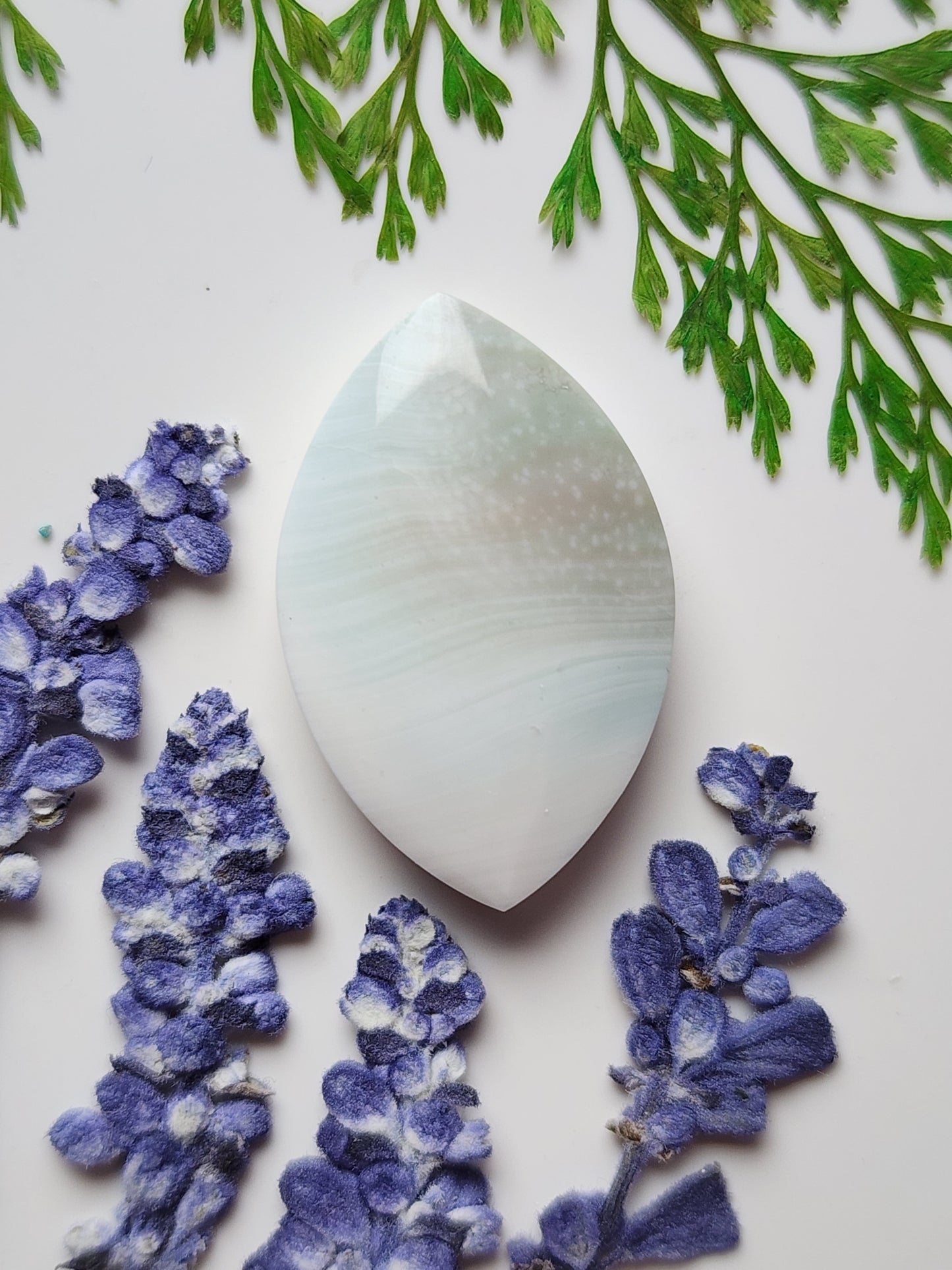 Shiva shell