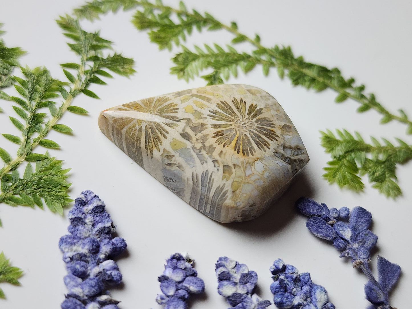 Fossilized Coral
