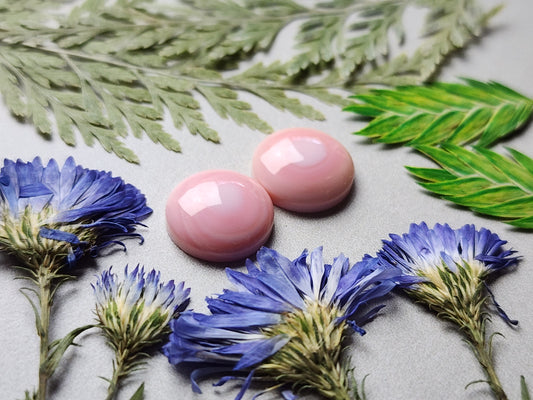 Pink Conch shell pair