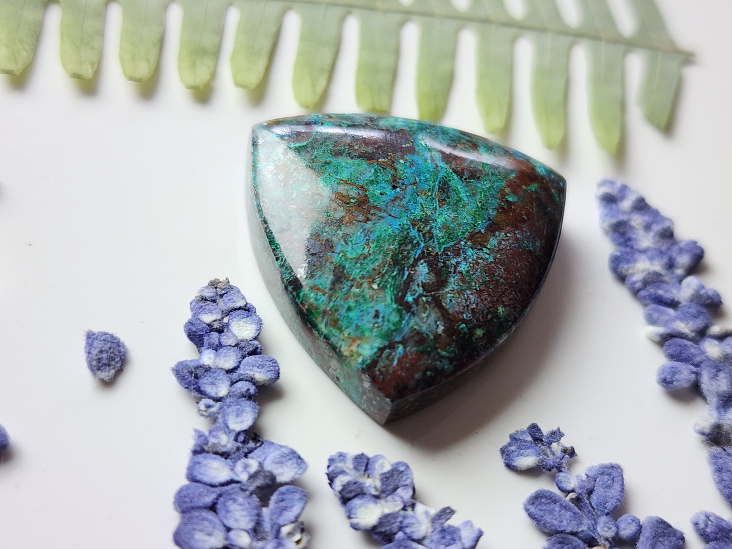 Parrot wing Chrysocolla