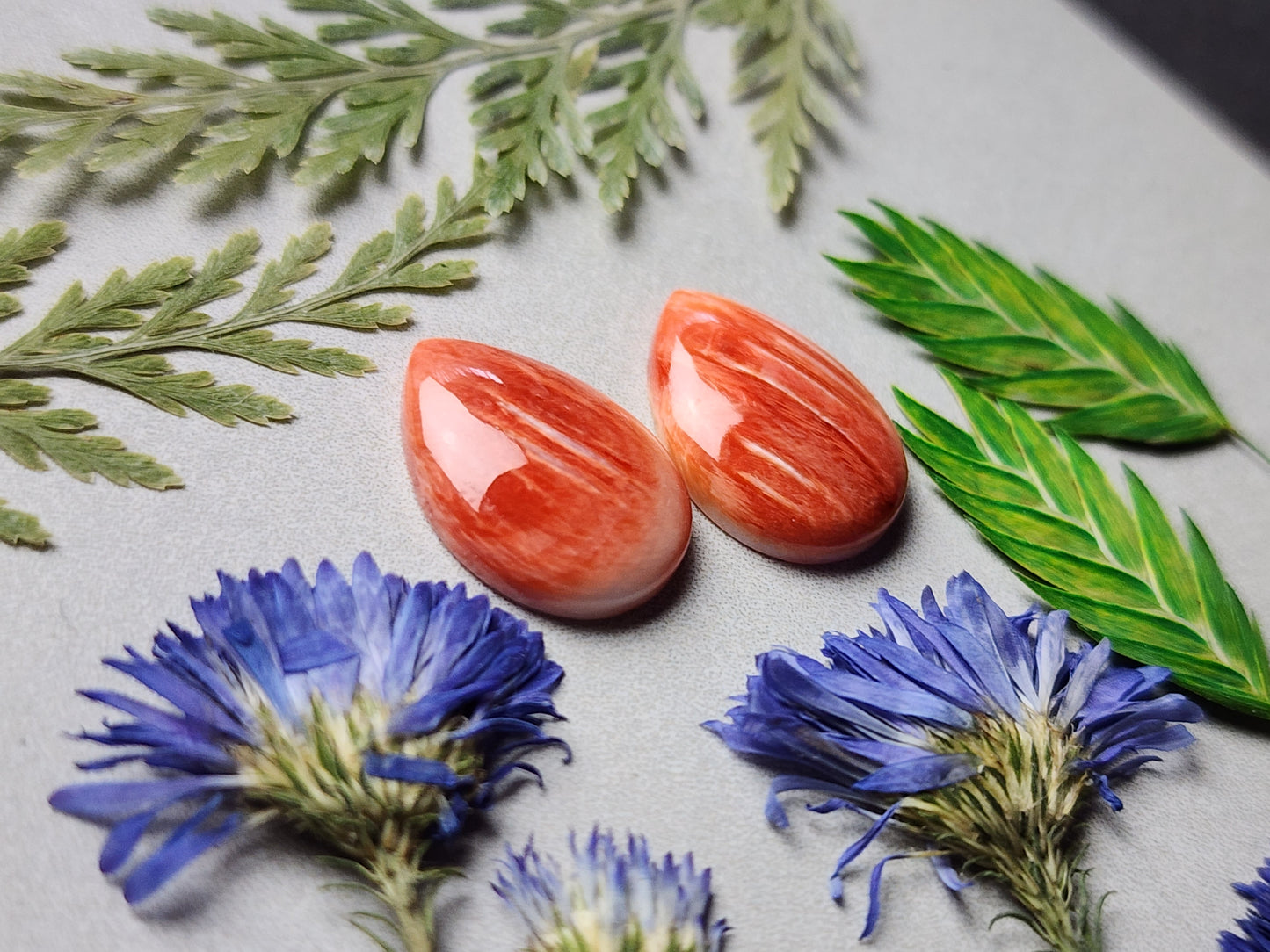 Spiny shell oyster pair
