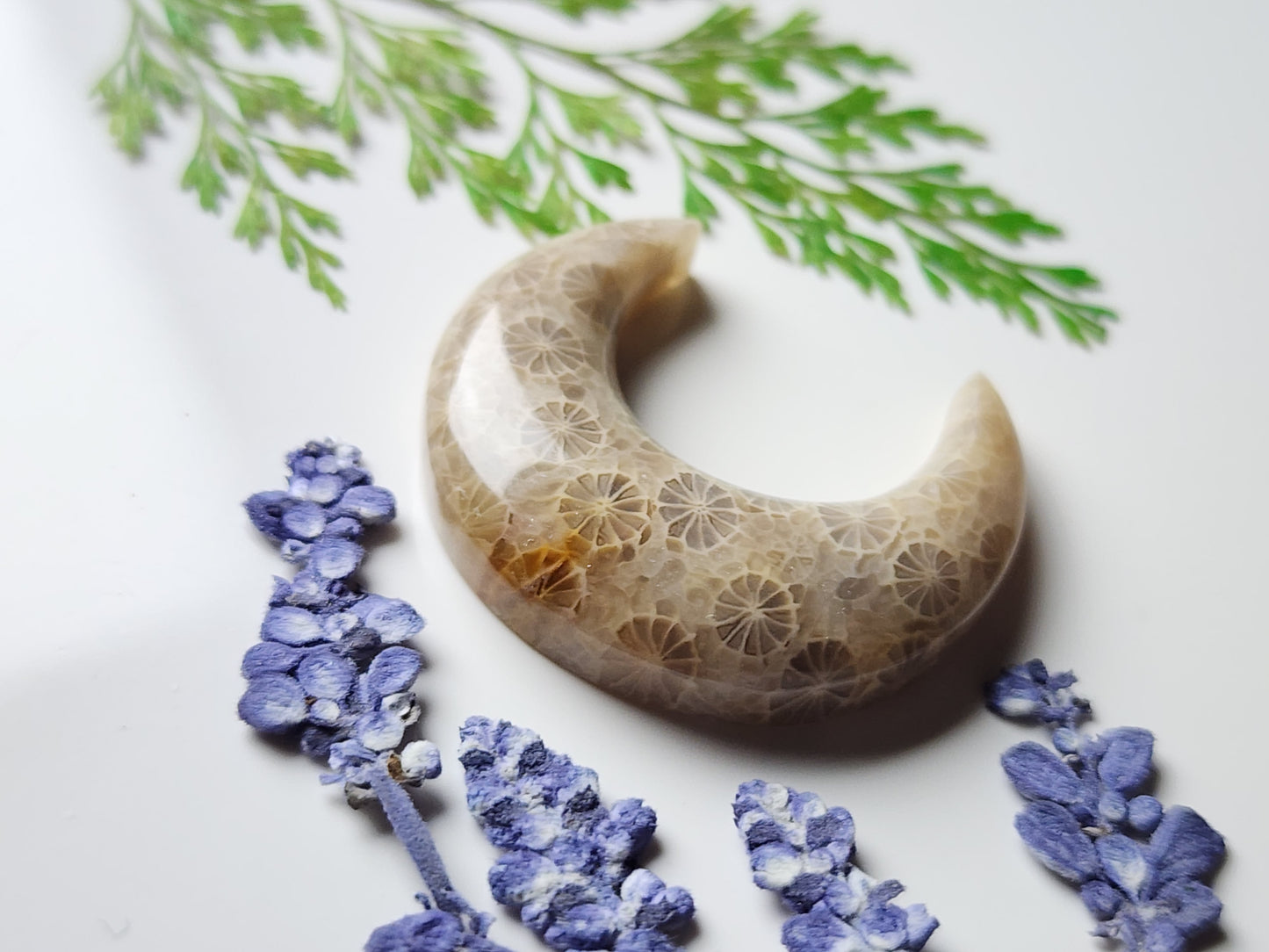Fossilized coral crescent