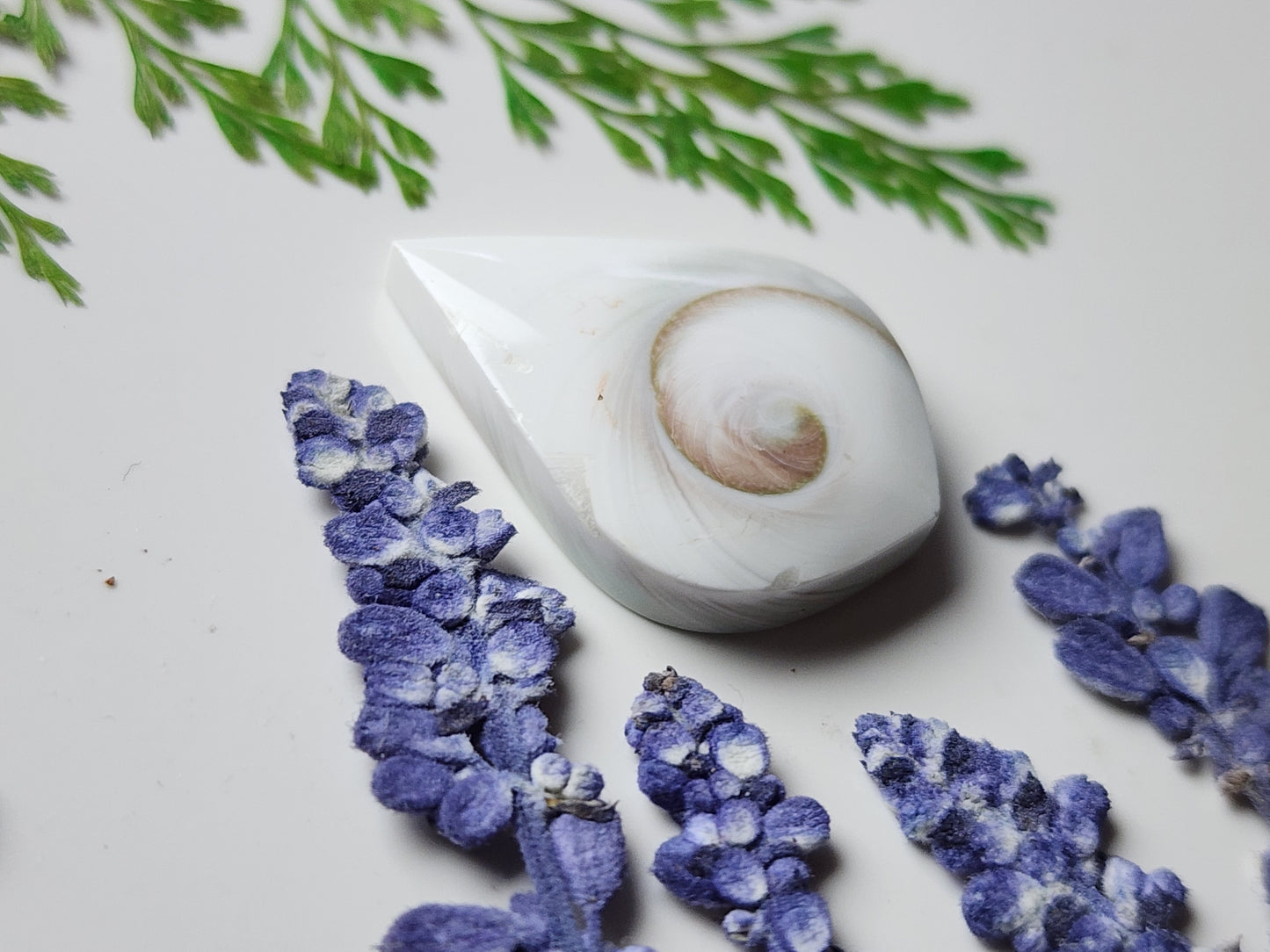 Spiral shell