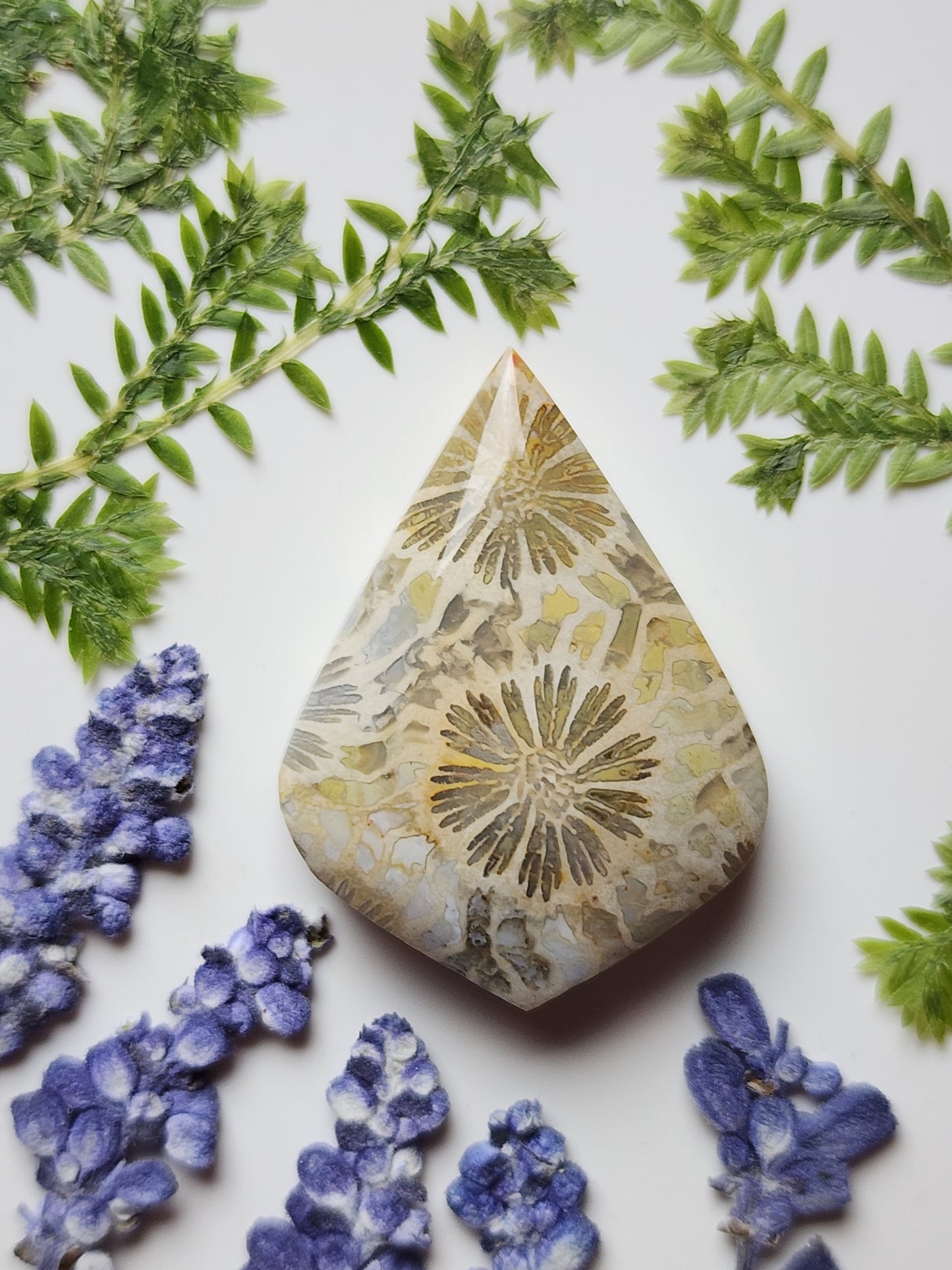 Fossilized Coral