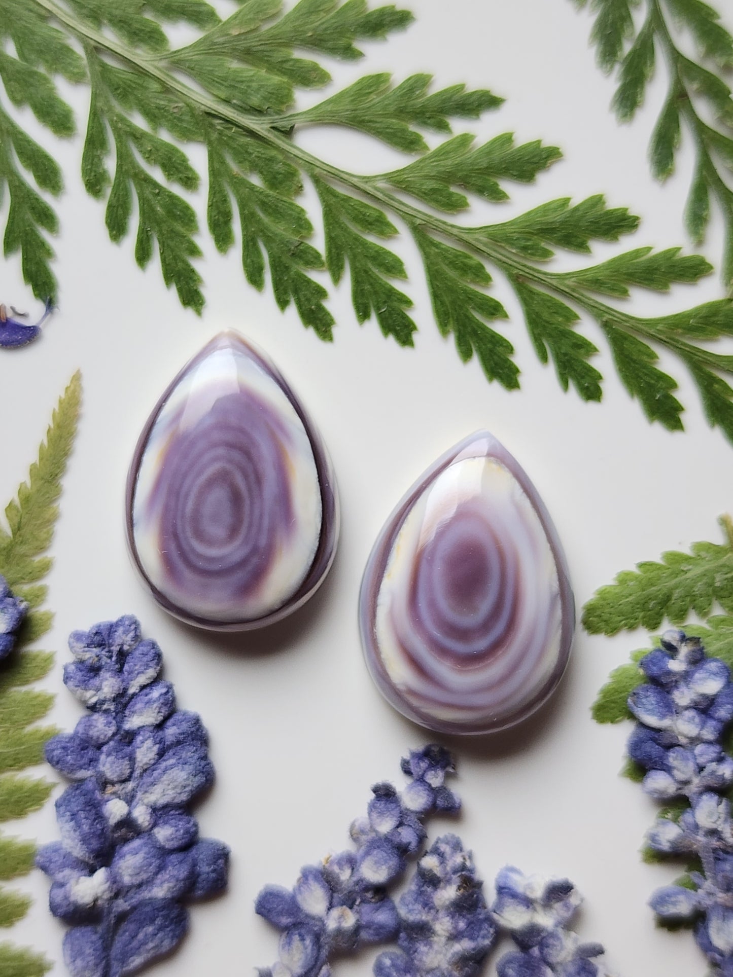Wampum shell pair