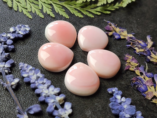 Pink Conch shell set