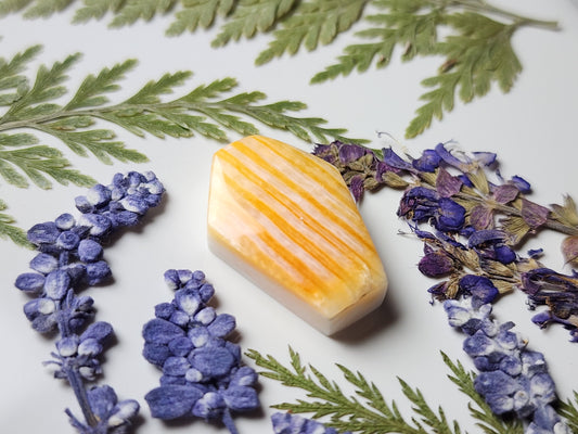 Spiny shell oyster coffin