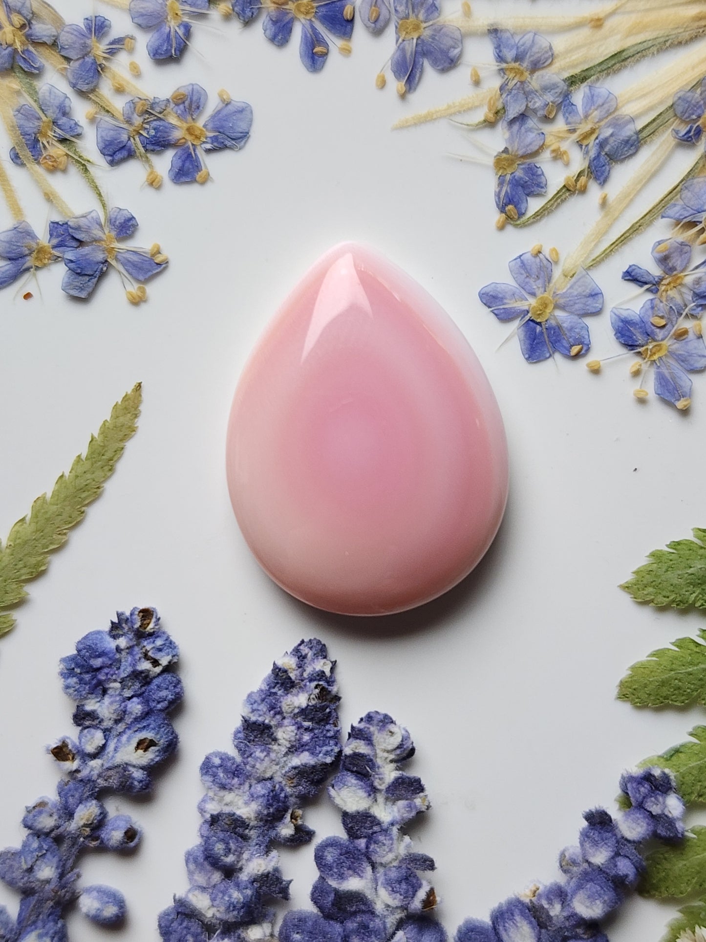 Pink Conch shell