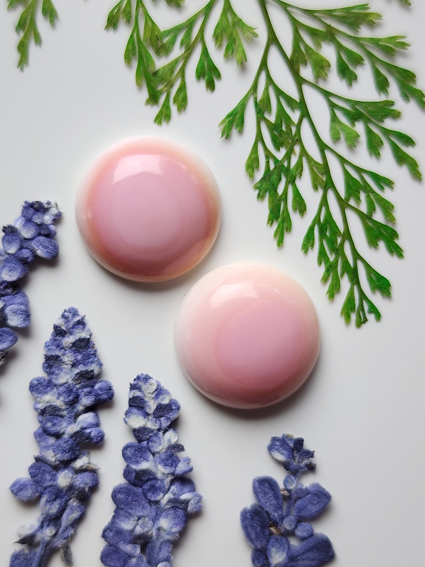 Pink Conch shell pair
