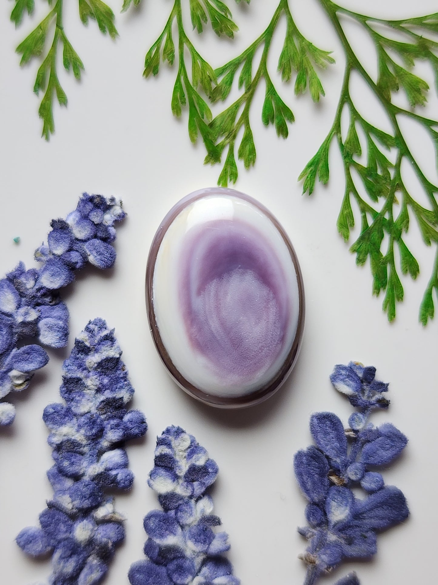 Wampum Shell