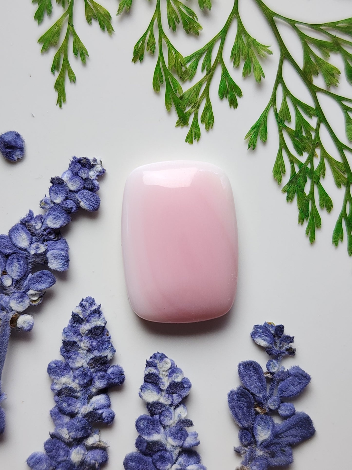 Pink Conch shell