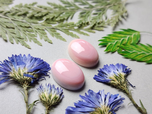 Pink Conch shell pair