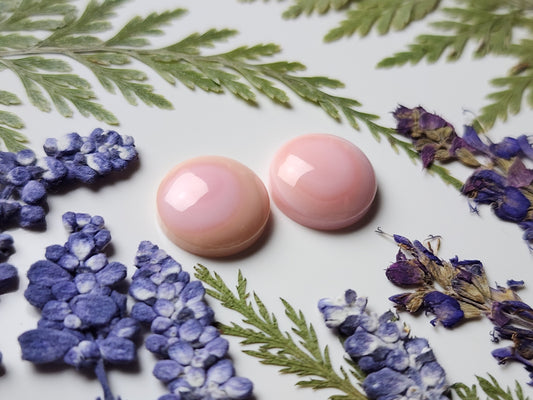 Pink Conch shell pair