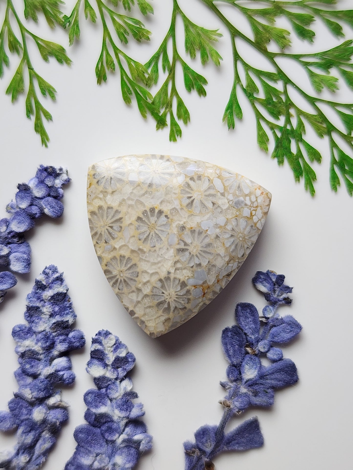 Fossilized Coral