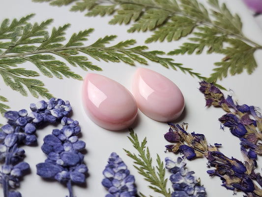 Pink Conch shell pair