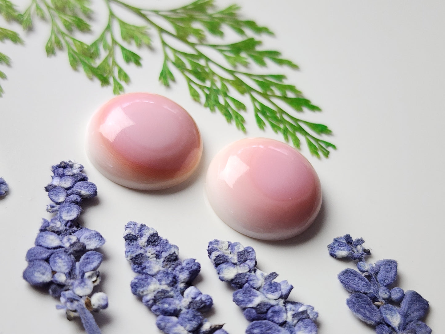 Pink Conch shell pair