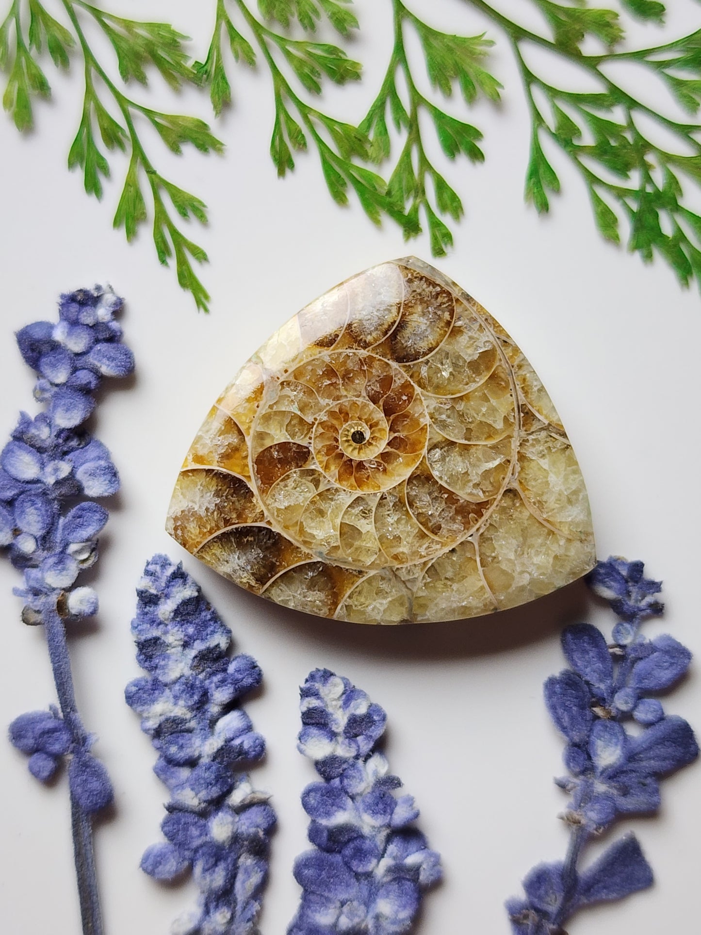 Ammonite Fossil