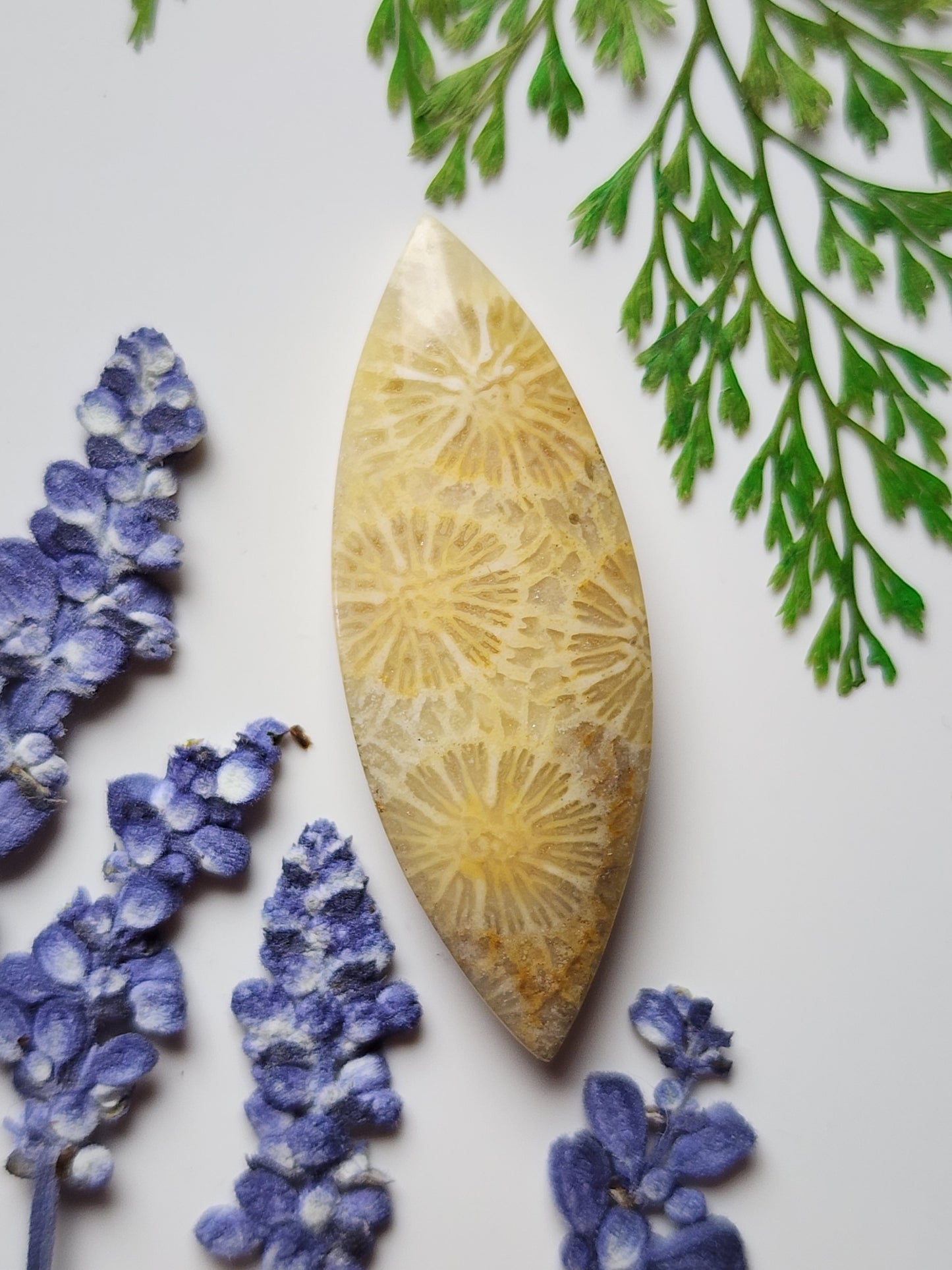 Fossilized coral
